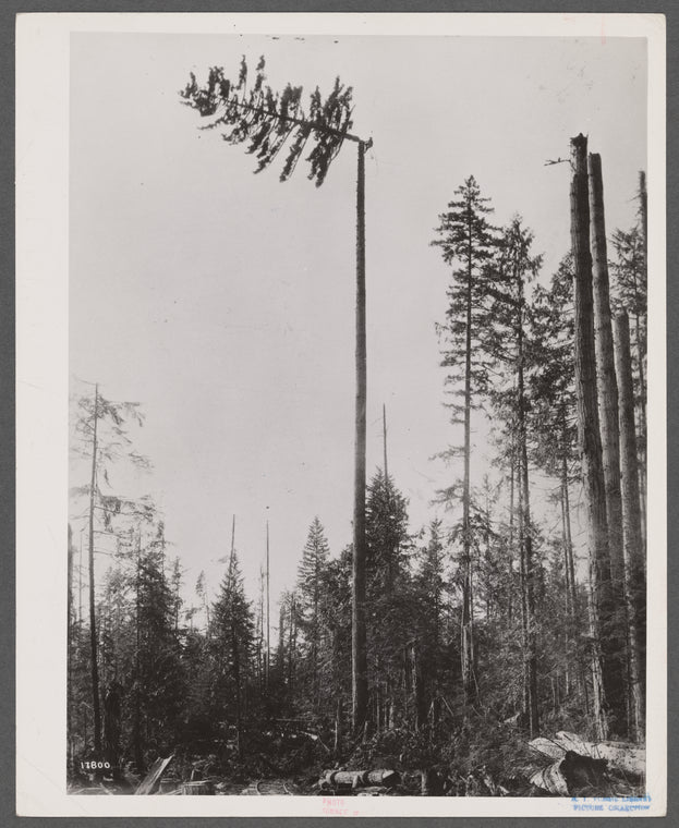 Topping off a spar mast for the high lead logging operation. This tree was two hundred fifty feet high. The high climber is topping it off at a height of one hundred eighty-five feet. Washington.