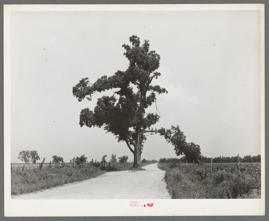 New Madrid County, Missouri. The "Hanging Tree." Several Negroes have been hanged on this tree