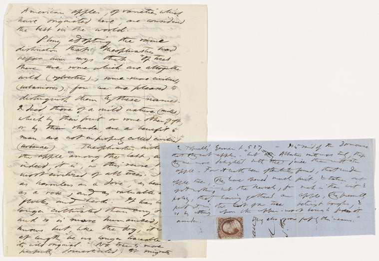 Wild Apples. 4 leaves of holograph draft, unsigned and undated.