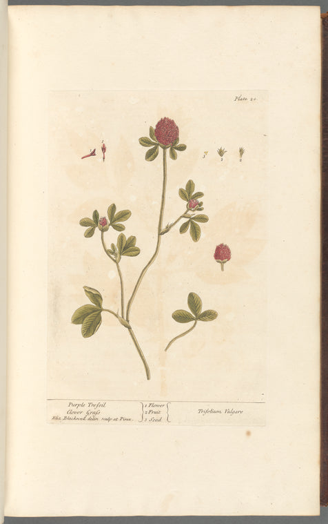 Purple trefoil