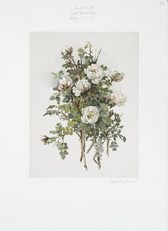 White scotch rose.