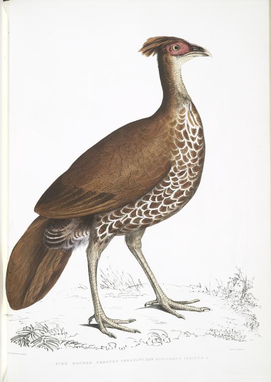 Fire Backed Crested Pheasant Hen, Euplocomus ignitus.