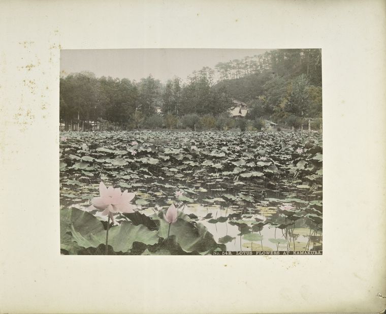 Lotus Flowers at Kamakura