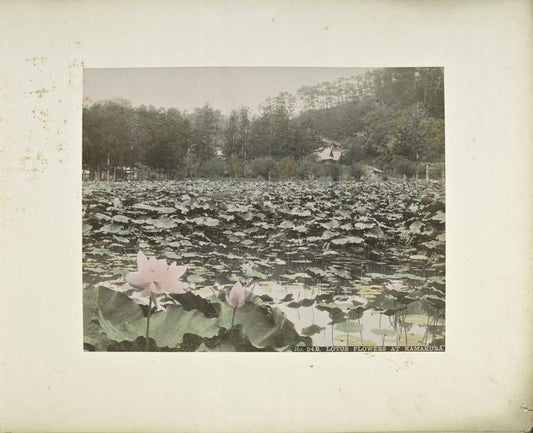 Lotus Flowers at Kamakura