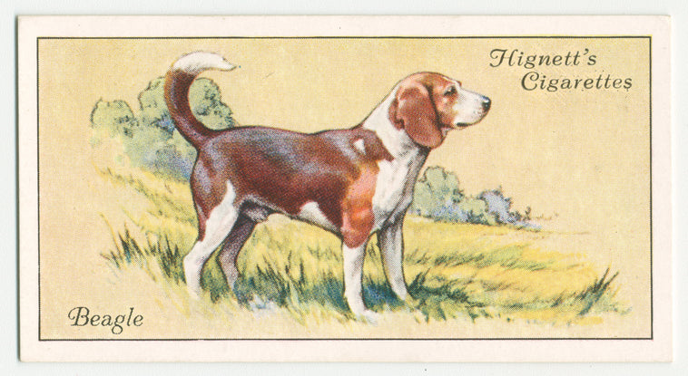 Beagle.