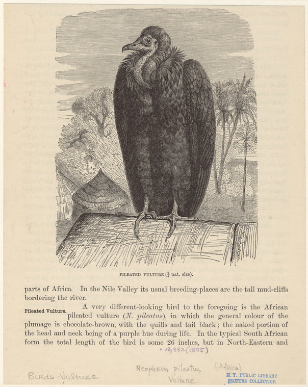 Pileated vulture