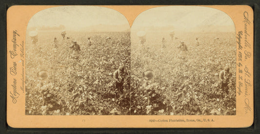 Cotton Plantation, Rome, Ga.