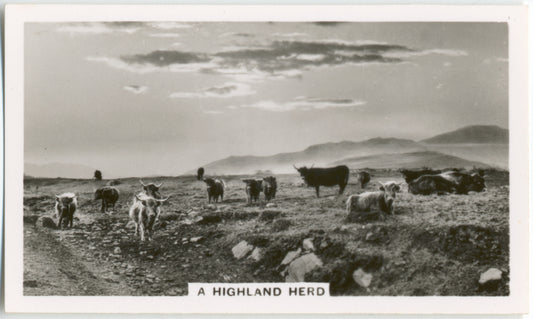 A highland herd.