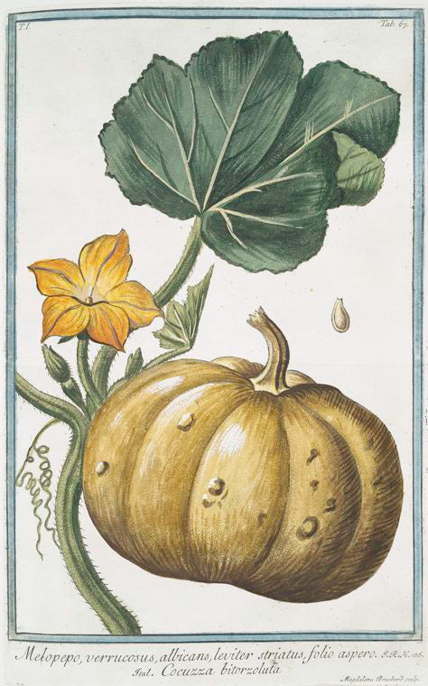 Melopepo, verruscosus, albicans, leviter striatus, folio aspero = Cocuzza bitorzoluta.