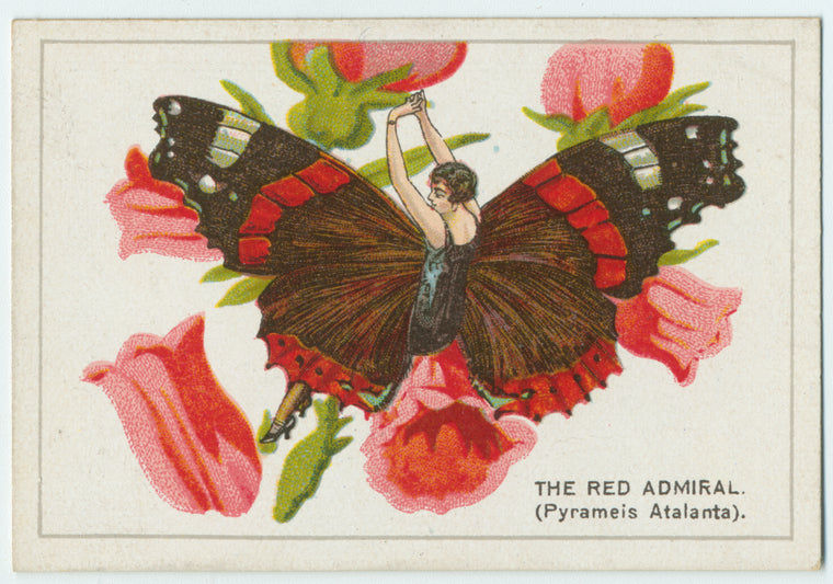 The red admiral.