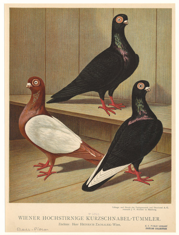 Wiener Hochstirnige Kurzschnabel-Tümmler