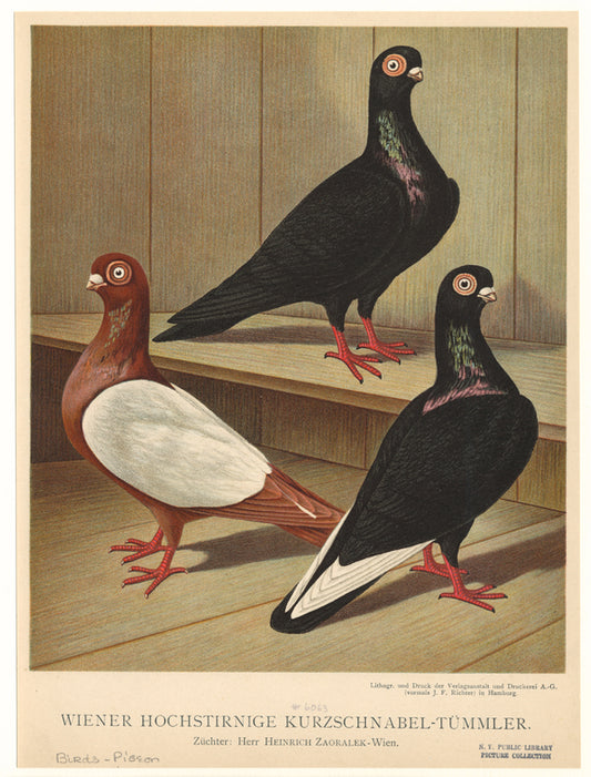 Wiener Hochstirnige Kurzschnabel-Tümmler