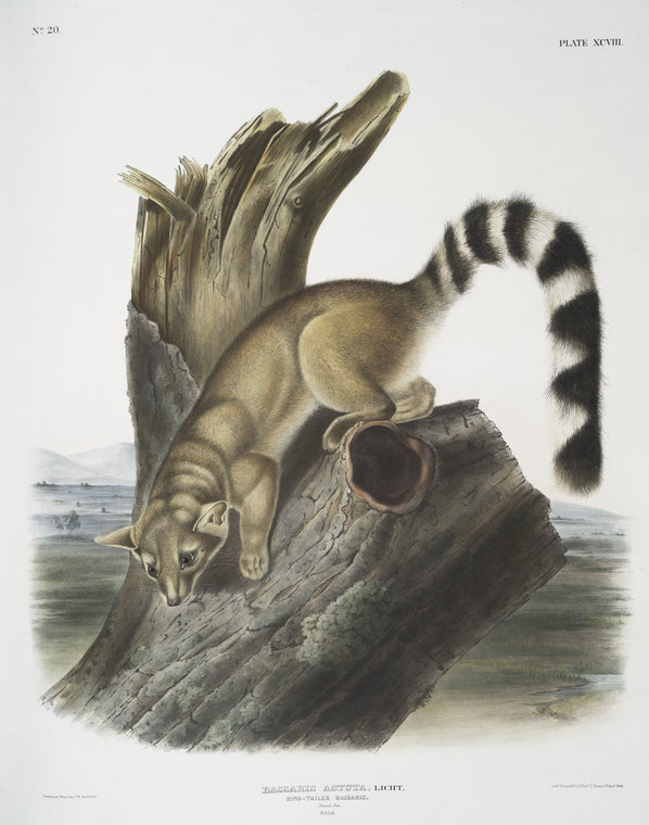 Bassaris astuta, Ring-tailed Bassaris. Natural size. Male.