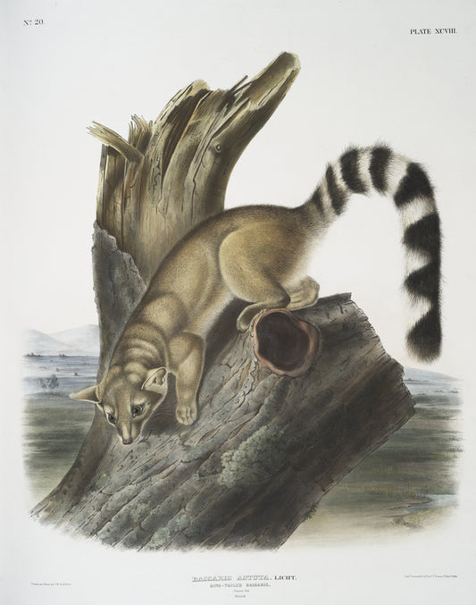 Bassaris astuta, Ring-tailed Bassaris. Natural size. Male.