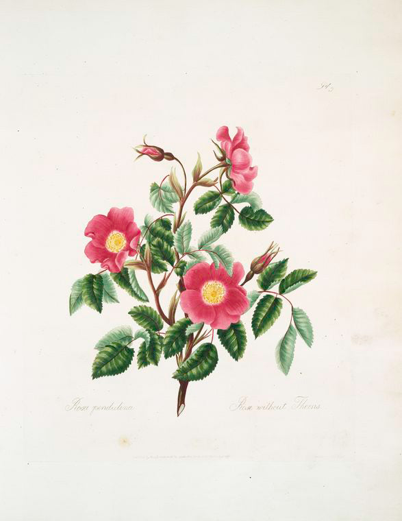 Rosa pendulina
