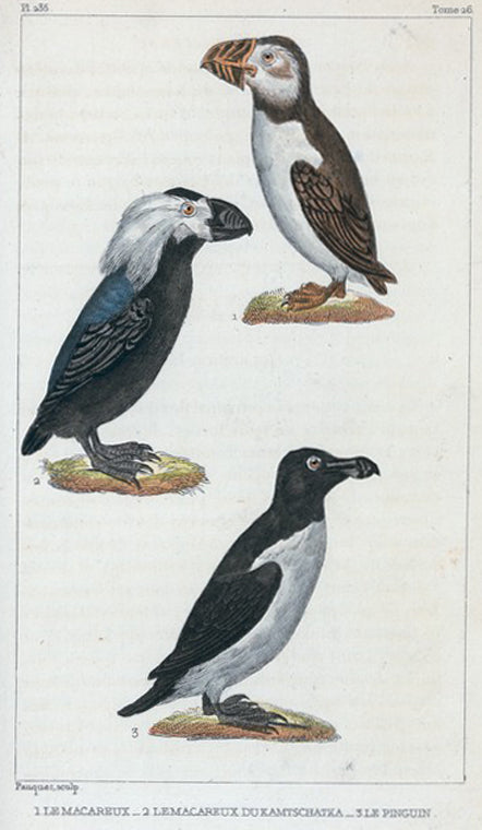 1. Le Macareux. 2. Le Macareux de Kamtschatka. 3. Le Pinguin.