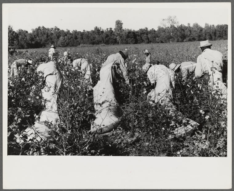 Day laborers picking cotton on Marcella Plantation, Mileston, Mississippi Delta, Mississippi