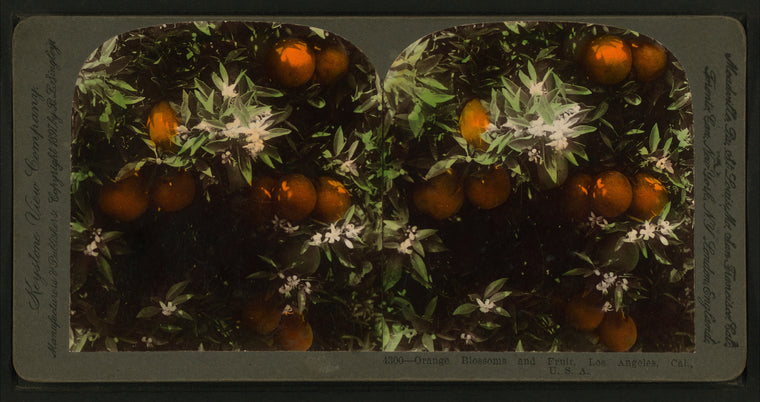 Orange Blossoms and Fruit, Los Angeles, Cal., U.S.A.