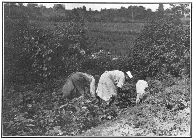 Women often work in the fields.