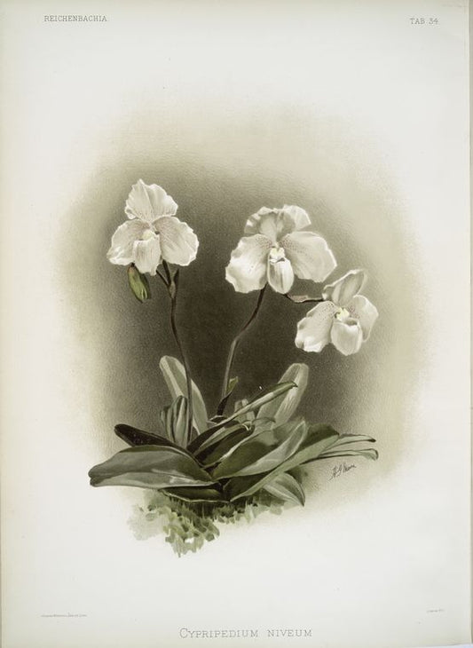Cypripedium niveum.