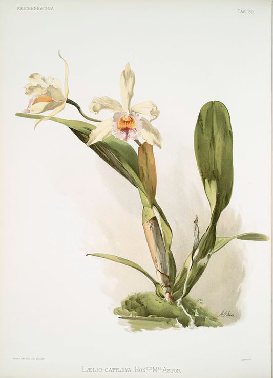 Lælio-cattleya honble Mrs. Astor.