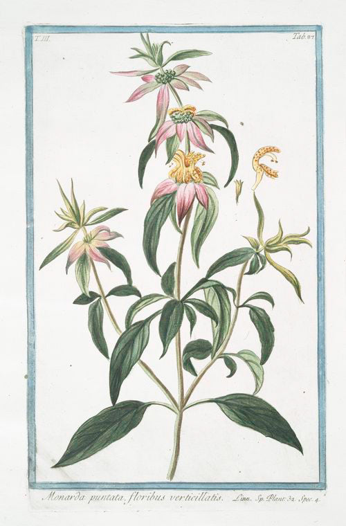 Monarda puntata, floribus verticillatis. [Spotted bee balm, Horse mint with blooming flowers]