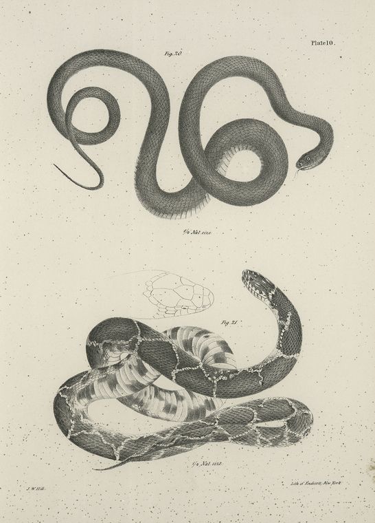 20. The Black Snake (Coluber constrictor). 21 The Chain Snake (Coluber getulus).