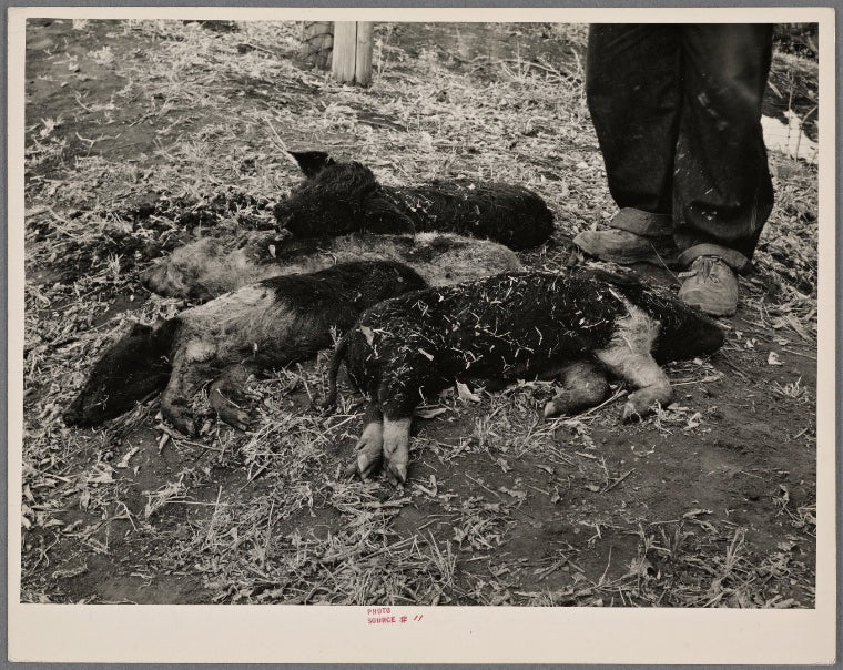 Six month old pigs that died of starvation. Ed. A. Scheer farm near Mapleton, Iowa. He had 15 pigs, 14 of which starved. Man's feet show relative size of pigs
