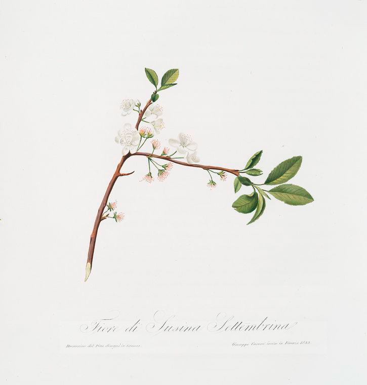 Fiore di Susina Settembrina.