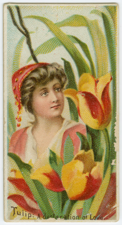 Tulip, a declaration of love.