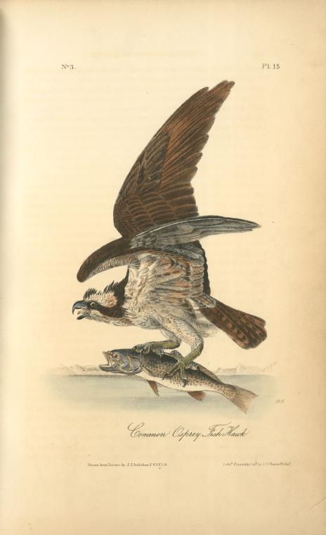 Common Osprey, Fish Hawk