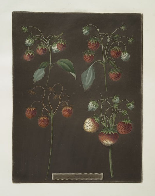 Strawberry varieties: Early scarlet -Late scarlet -Golden-drop - Pine.