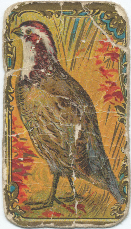 Quail.
