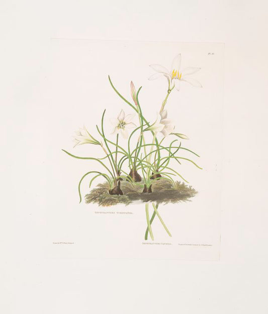 1. Zephyranthes tubispatha 2. Zephyranthes Candida