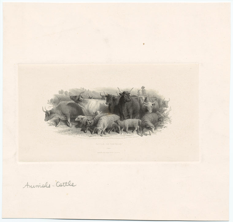 Cattle '"on the road"
