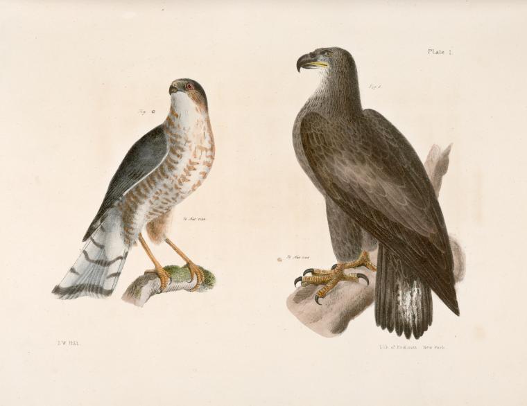 1. The Bald Eagle (Haliaëtos leucocephalus). 2.  The Slate-colored Hawk (Astur fuscus).