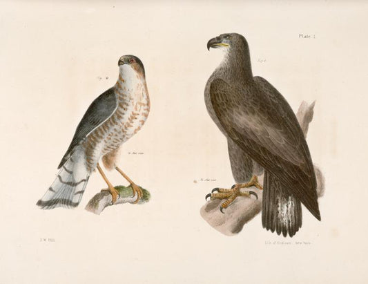 1. The Bald Eagle (Haliaëtos leucocephalus). 2.  The Slate-colored Hawk (Astur fuscus).