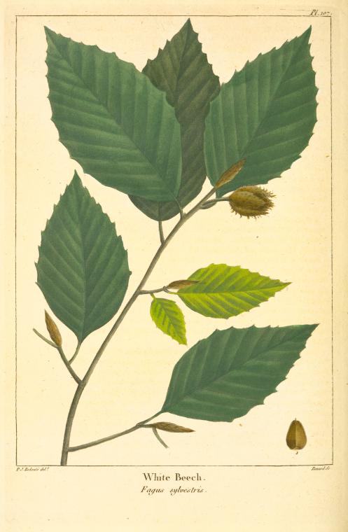 White Beech (Fagus sylvestris).