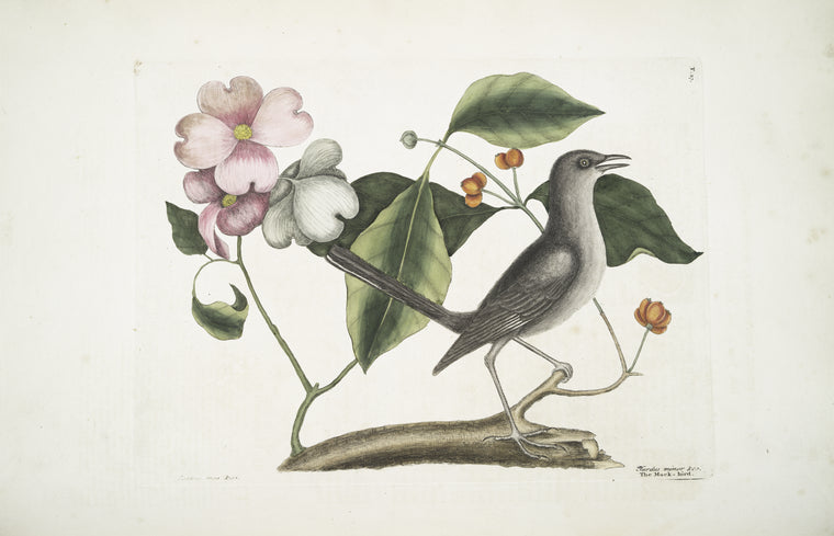 Cornus mas VIrginiana &c., The Dogwood Tree; Turdus minor &c., The Mock-bird.