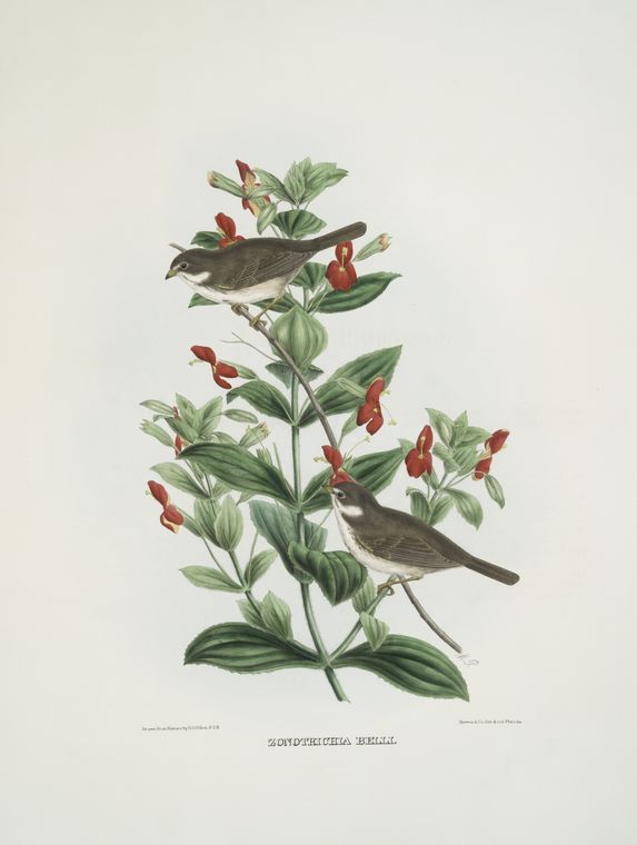 Zonotrichia belli, Bell's Finch.