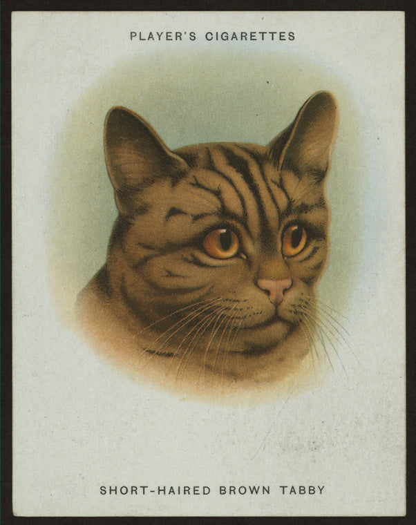 Short-haired brown tabby.