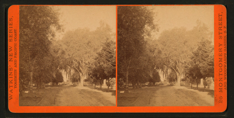 View of a tree lined road.
