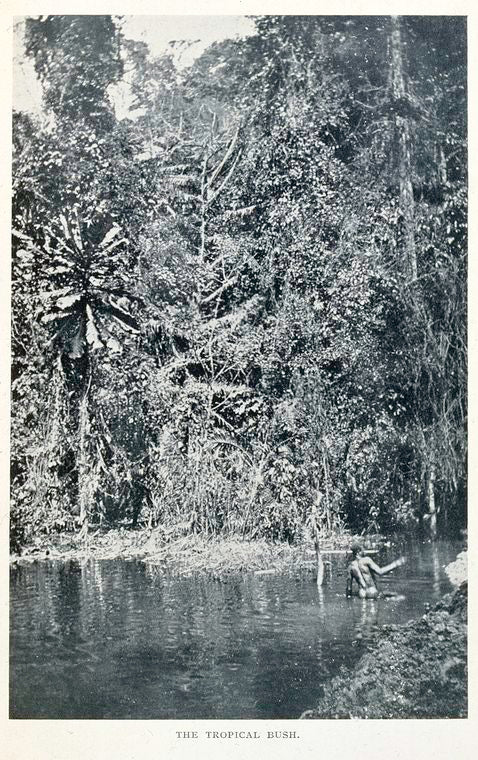 The tropical bush