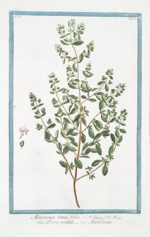 Maiorana tenui folia = Persa gentile = Marjolaine. [Marjoram]