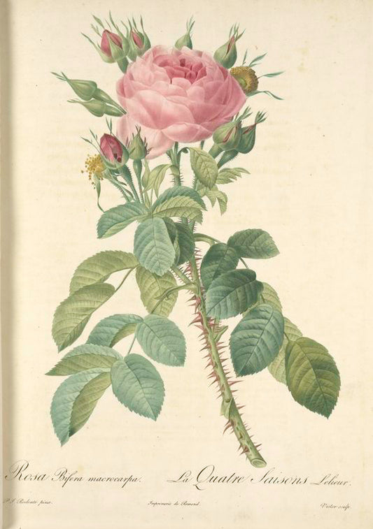 Rosa Bifera Macrocarpa; Rosier de Portland 'Rose du Roi'