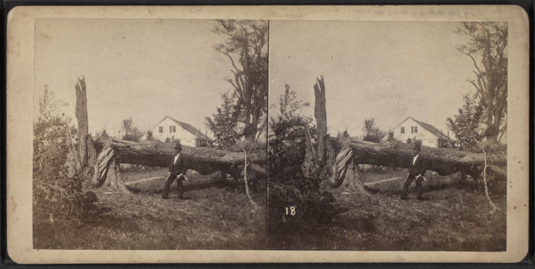 View of a downed tree.