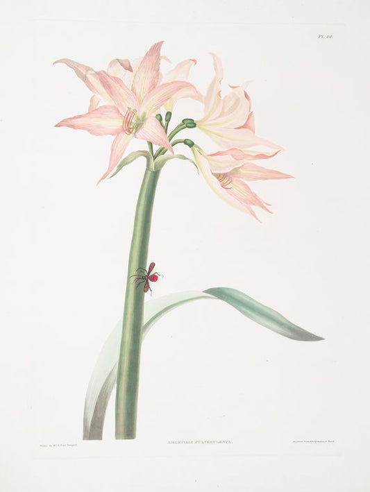 Amaryllis pulverulenta, Hippeastrum pulverulentum, Amaryllis acuminata