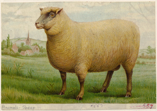 Sheep