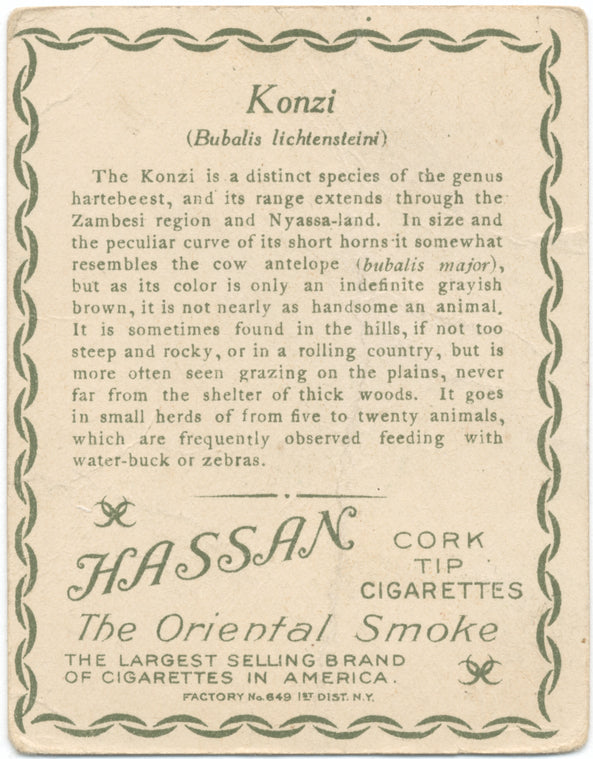 Konzi