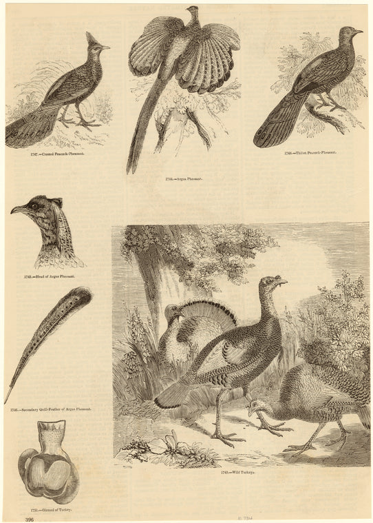 Pheasants and turkeys